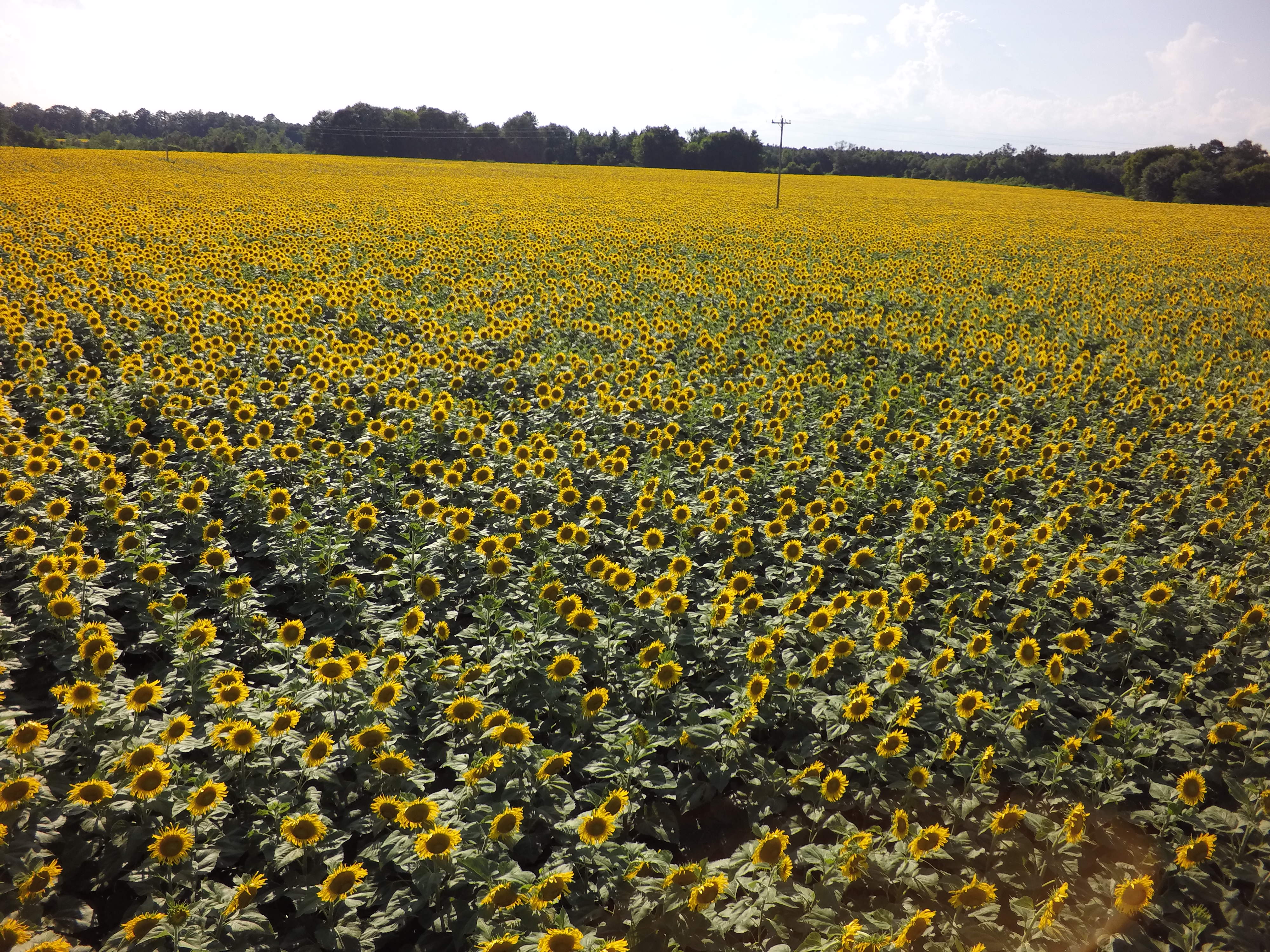 Autauga Sunflower Field Set to Bloom in Early July!
