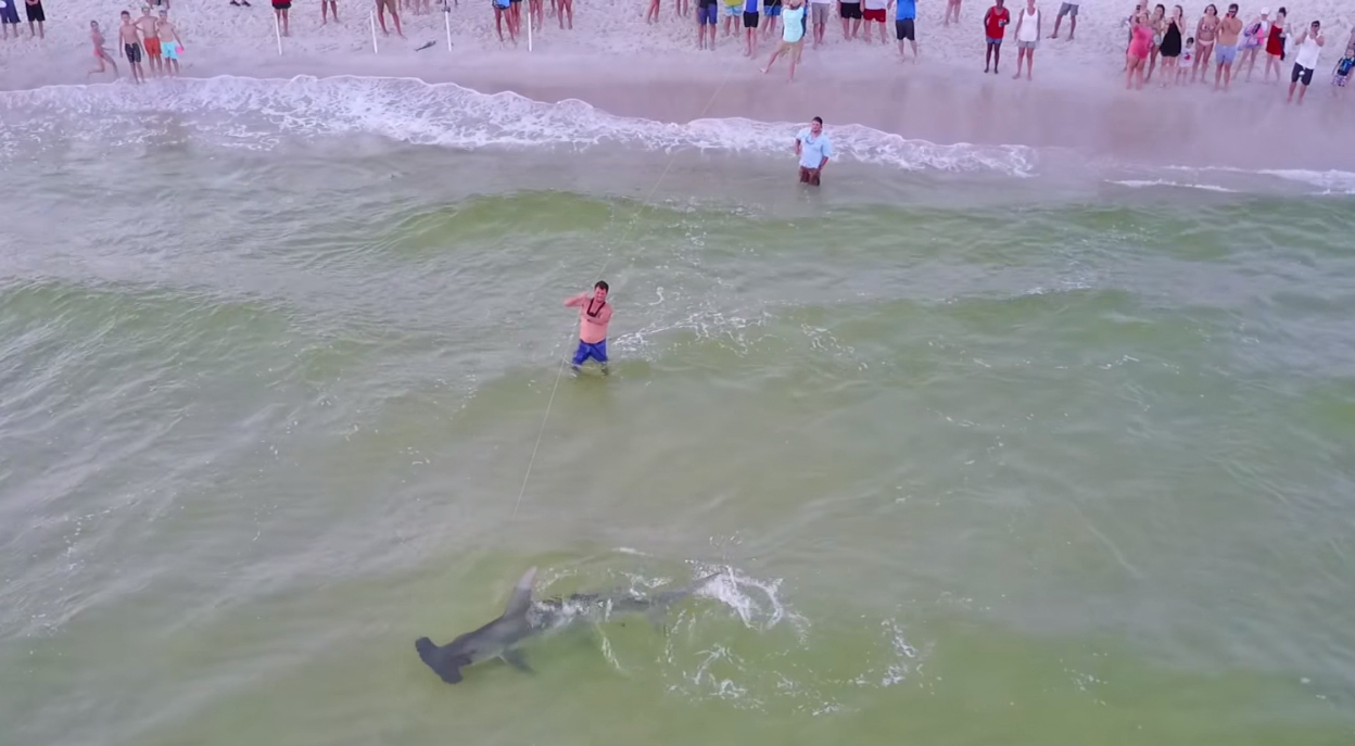 Massive Hammerhead Shark Caught – Panama City Beach  July 4th Weekend –