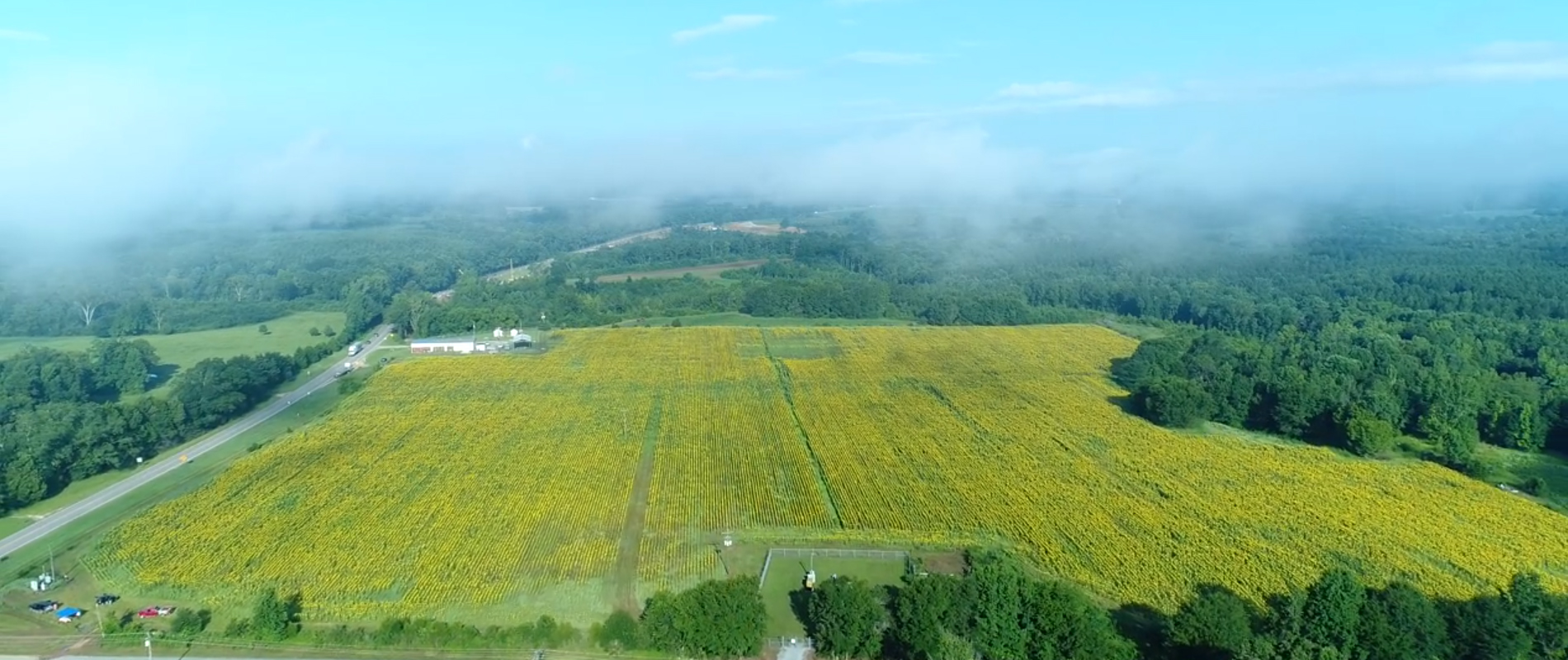 Autaugaville Sunflower Field To Bloom in mid to late August!